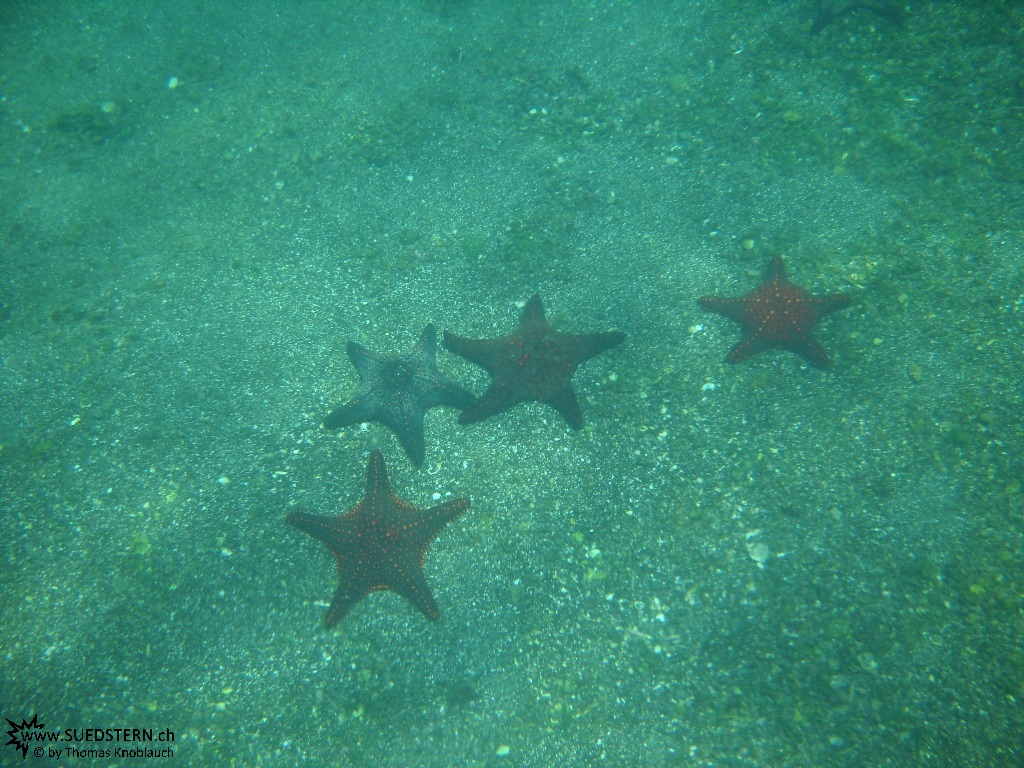 Starfish - Underwater Galapagos 2010 -DSCN5813